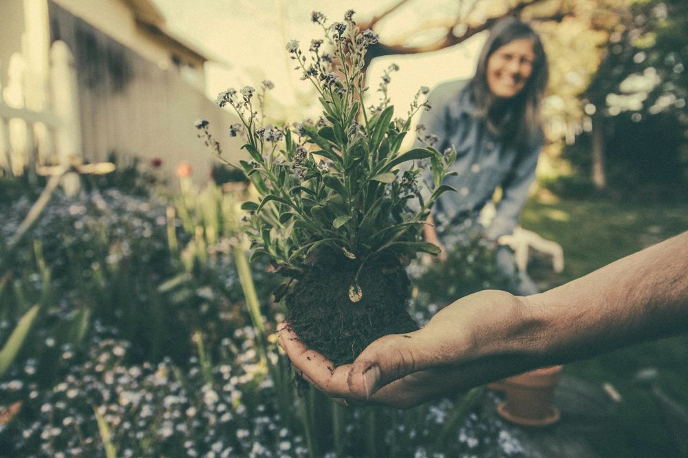 A hand holding a small flowering plant with its roots, a smiling woman gardening behind